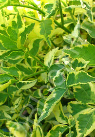 Sambucus nigra 'Madonna'